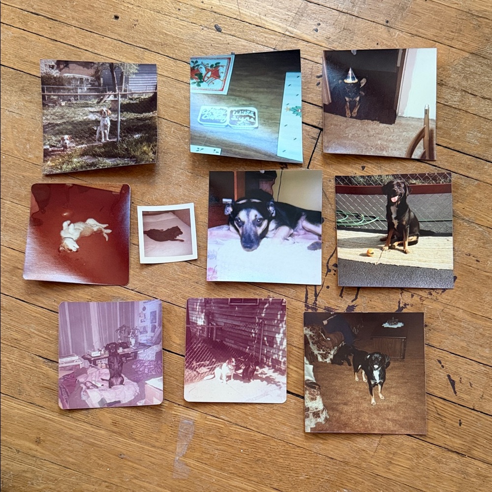 Vintage Dog Photo Collection